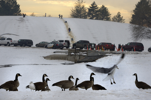 Scott Sommerdorf   |  The Salt Lake Tribune
A lineup of geese and gulls endured the cold as a conga line of humans obeyed the winter ritual of sledding on the hill at Sugar House Park during an orange alert air day, Friday, January 3, 2014.