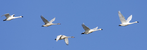 Al Hartmann  |  The Salt Lake Tribune
Flock of Tundra Swans fly over Salt Creek Waterfowl Managment Area south of Tremonton on Wednesday November 16.  The swans are in the middle of their migration with an estimated 40,000 birds stopping over. The swans can also be seen in large numbers a few miles south at the Bear River Migratory Bird Refuge.