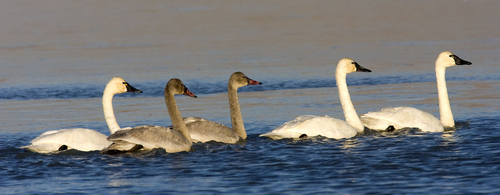 Al Hartmann  |  The Salt Lake Tribune
Juvenile Tundra Swans with their first year plumage swim inbetween adults on Wednesday November 16 at the Bear River Migratory Bird Refuge West of Brigham City. The swans are in the middle of their migration with an estimated 40,000 birds stopping over in Northern Utah.