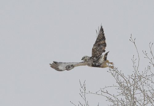 Scott Sommerdorf   |  The Salt Lake Tribune
A raptor takes off from it's perch on a tree as snow falls near Snow Basin, Wednesday, January 8, 2014.
