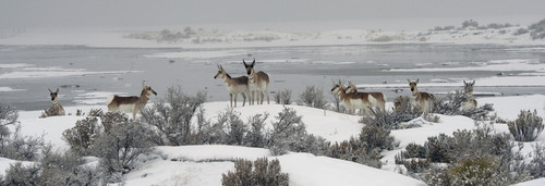 Al Hartmann  |  The Salt Lake Tribune
Herd of Antelope gather along the shore of the Great Lake Lake east of Salt Air Thursday January 9.