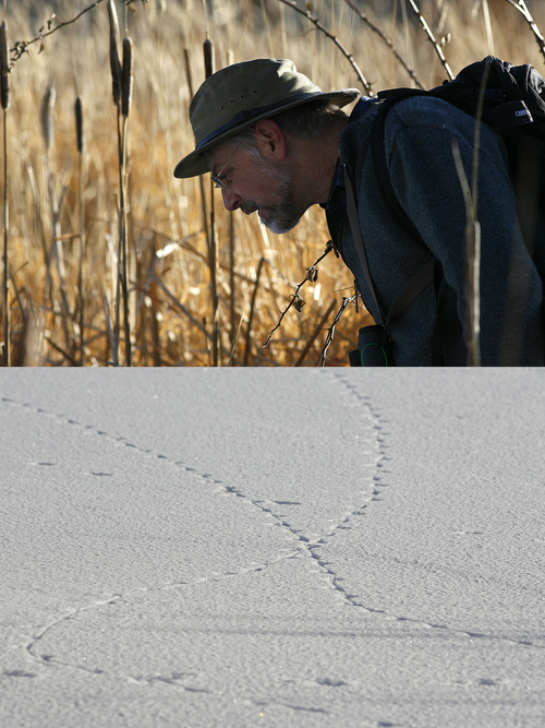 Scott Sommerdorf  |  The Salt Lake Tribune             
Duane Smith (above) leans down to examine some bird tracks (below) in the snow near Jordalle Reservoir during the 112th annual Audubon Christmas Bird Count. Counts are being held across the state, Saturday, December 17, 2011.