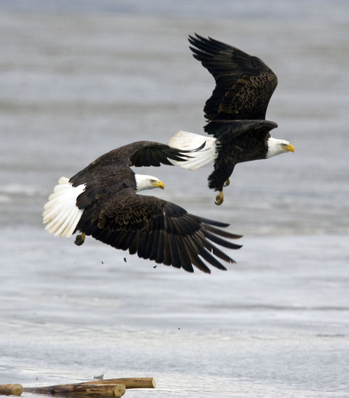 Al Hartmann   |  The Salt Lake Tribune 
Bald Eagles fly over shallow water and ice while hunting for fish at Farmington Bay State Waterfowl Management Area on Monday February 7th.  Farmington Bay is a great place to see numerous birds for Bald Eagle Day on February 12th.