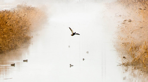 Trent Nelson  |  The Salt Lake Tribune
Ducks on misty water along Warm Springs Road Friday January 31, 2014 in Salt Lake City.