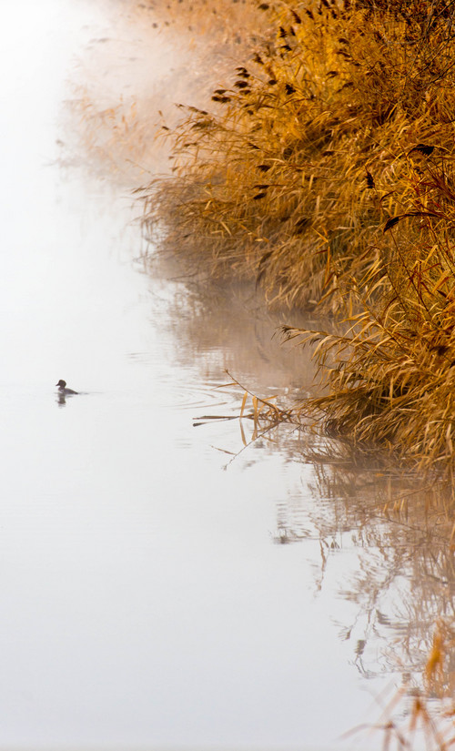 Trent Nelson  |  The Salt Lake Tribune
A duck floats on misty water along Warm Springs Road Friday January 31, 2014 in Salt Lake City.