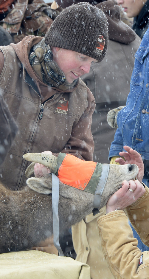 Al Hartmann  |  The Salt Lake Tribune
State wildlife biologists give a captured Bighorn Sheep a quick dental check  at a staging area on Antelope Island where the animals are also weighed, given a health check, ear tag and radio collar Tuesday, Jan. 7, 2014. About 30 will be released in central Utah near Oak City.