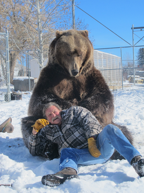 Brett Prettyman | The Salt Lake Tribune

Doug Seus works with Bart the Bear during a recent training session at their ranch in Heber City. Bart 2, seen here, and his predecessor, Big Bart, have an impressive list of movie credentials and helped start and continue to support Vital Ground, a nonprofit dedicated to preserving grizzly bear populations by conserving wildlife habitat.