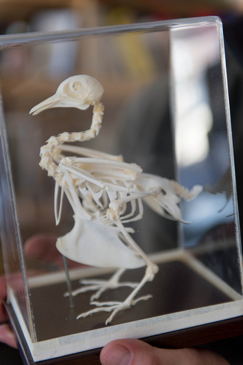 Trent Nelson  |  The Salt Lake Tribune
The skeleton of a pigeon in a biology lab at the University of Utah, Wednesday February 5, 2014 in Salt Lake City. Associate Professor Mike Shapiro's new study documents a gene that causes color variation in pigeons.