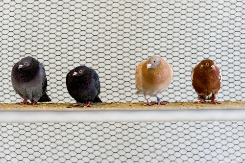 Trent Nelson  |  The Salt Lake Tribune
Pigeons at the University of Utah, Wednesday February 5, 2014 in Salt Lake City. Associate Professor Mike Shapiro's new study documents a gene that causes color variation in pigeons.