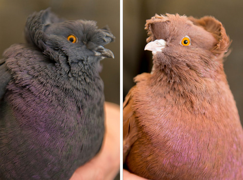 Trent Nelson  |  The Salt Lake Tribune
English Trumpeter pigeons with differing color at the University of Utah, Wednesday February 5, 2014 in Salt Lake City. Associate Professor Mike Shapiro's new study documents a gene that causes color variation in pigeons. At left, black. At right, recessive red.