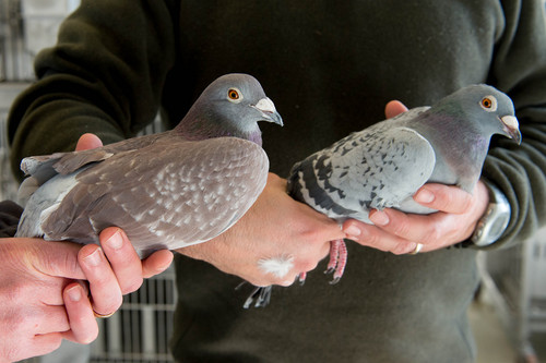 Trent Nelson  |  The Salt Lake Tribune
A pair of racing homer pigeons with differing color at the University of Utah, Wednesday February 5, 2014 in Salt Lake City. Associate Professor Mike Shapiro's new study documents a gene that causes color variation in pigeons. At left, ash red. At right, blue.