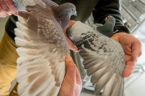 Trent Nelson  |  The Salt Lake Tribune
A pair of racing homer pigeons with differing color at the University of Utah, Wednesday February 5, 2014 in Salt Lake City. Associate Professor Mike Shapiro's new study documents a gene that causes color variation in pigeons. At left, ash red. At right, blue.
