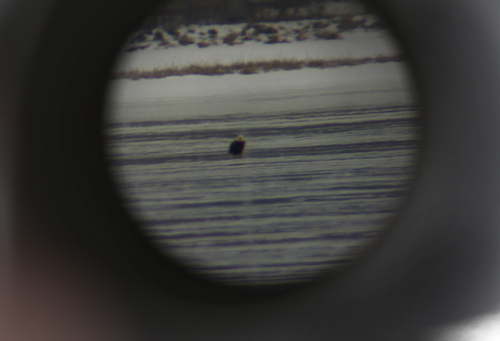 Scott Sommerdorf   |  The Salt Lake Tribune
The fuzzy view of a distant Bald Eagle photographed through a spotting scope during Bald Eagle Day at Farmington Bay Waterfowl Management Center, Saturday, Feb. 8, 2014.