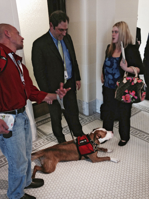 Lee Davidson  |  The Salt Lake Tribune
Rep Brian King, D-Salt Lake, stands with a pit bull service dog after a 1-vote win to ban cities from outlawing the breed.