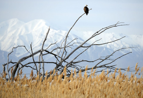 Al Hartmann  |  The Salt Lake Tribune 
A Bald Eagle takes a high hunting perch on the only tree snag for miles overlooking the wetlands of Farmington Bay on Presidents Day Monday February 17, 2014.