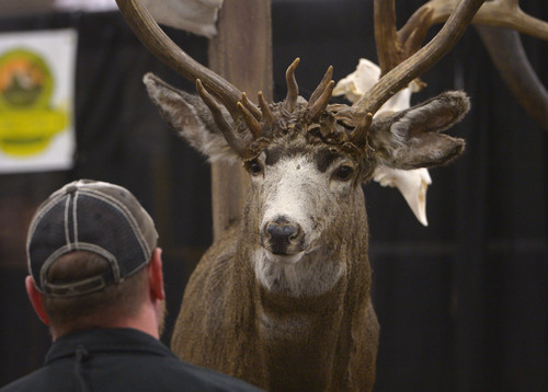 Leah Hogsten  |  The Salt Lake Tribune
Hundreds of people marvel at the Mule Deer with "cactus spikes" that was killed in Carbon County, Utah, during the 8th Annual Western Hunting & Conservation Expo, Saturday, February 15, 2014, at the Salt Place Convention Center, going on today through Sunday. The mule deer is hanging at Utah's Cooperative Wildlife Management Unit Association's booth.