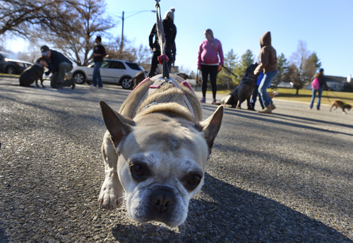Scott Sommerdorf   |  The Salt Lake Tribune
Melissa Lipani's French Bulldog "Ollie" at the "SLCStrutaBulls" dog walk at Big Cottonwood Park, Sunday, Feb. 23, 2014.