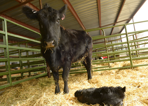 Leah Hogsten  |  The Salt Lake Tribune
An Angus heifer and her newborn calf at the Adams family farm in Promontory, Saturday, February 22, 2014 at their ranch in Promontory. The former Box Elder County Commissioner, LuAnn Adams, is the new commissioner of Agriculture for Utah and the first woman to hold the post. Adams is a self-described cowgirl whose favorite thing is to ride horses, travel in an antique buckboard wagon and cook Sunday dinners for her five children and 12 grandchildren.