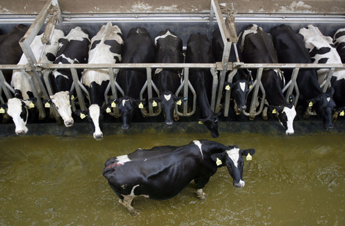 Elberta - Cows wait to be released to a cooling water spray at Batemen Mosida Farms near Elberta, Utah County, in 2009. The Utah Legislature is considering SB73, which would afford farmers volunteering for the environmental stewardship program some protection from environmental regulation enforcement and lawsuits.
Photo by Francisco Kjolseth/The Salt Lake Tribune 8/4/2009