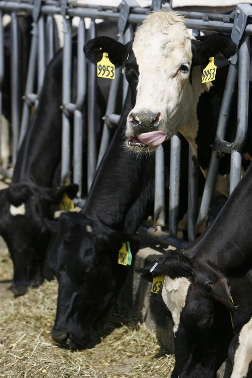 Elberta - A cow licks its feed at the Bateman Mosida Farms near Elberta in Utah Cunty in 2009. The Utah Legislature is considering SB73, which would afford farmers volunteering for the environmental stewardship program some protection from environmental regulation enforcement and lawsuits.
Photo by Francisco Kjolseth/The Salt Lake Tribune 8/4/2009