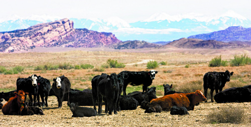 Al Hartmann   |  The Salt Lake Tribune 
In this file photo, cattle graze on public land in Utah.