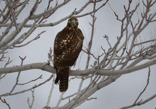 Scott Sommerdorf   |  Tribune file photo
A raptor sits in a tree at Farmington Bay Wildlife Refuge, Saturday, January 10, 2014. The Bureau of Land Management is looking for volunteers for its annual Raptor Inventory Nest Survey in northern Utah. Volunteers and BLM staff collect long-term monitoring data on eagles, falcons, hawks, osprey and owls.