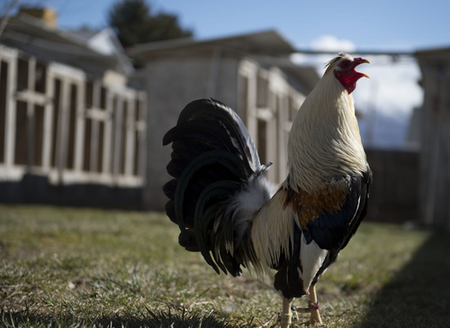 Keith Johnson | The Salt Lake Tribune

A Grey Roosters crows in the backyard of Tim Fitzgerald at his home in Bluffdale, Utah, March 3, 2014. Fitzgerald is an advocate to legalize cock fighting in Utah.