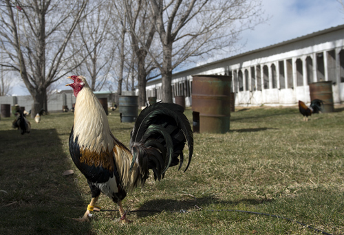 Keith Johnson | The Salt Lake Tribune

A Grey Roosters crows in the backyard of Tim Fitzgerald at his home in Bluffdale, Utah, March 3, 2014. Fitzgerald is an advocate to legalize cock fighting in Utah.