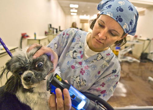 Paul Fraughton | The Salt Lake Tribune
Jessica Patocka worked as a dog groomer at the Utah Pet Center in March 2008, giving "Annie" the dog a trim. When fully open the center was expected to have 44 grooming stations, 33 bathing stations and a veterinary hospital. Instead, it closed within months.
