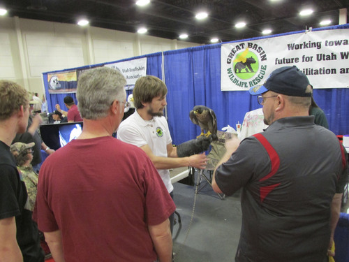 Tom Wharton  |  The Salt Lake Tribune
Jack Fringer of Payson shows off live Peregrine Falcon from Great Basin Wildlife Reserve at the International Sportsmen's Exposition in Sandy.