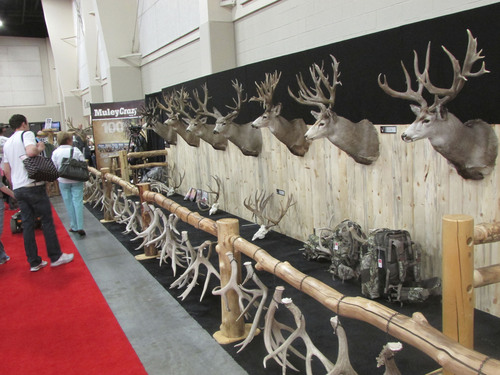 Tom Wharton  |  The Salt Lake Tribune
Trophy deer display at the International Sportsmen's Exposition in Sandy.