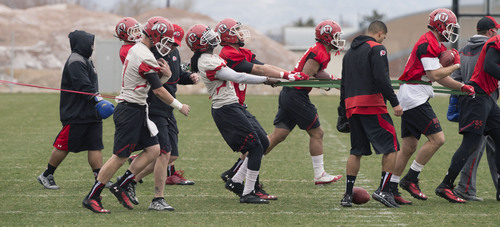 Steve Griffin  |  The Salt Lake Tribune


Players hold back runners with stretch bands during spring practice on the University of Utah campus in Salt Lake City, Utah Tuesday, March 18, 2014.