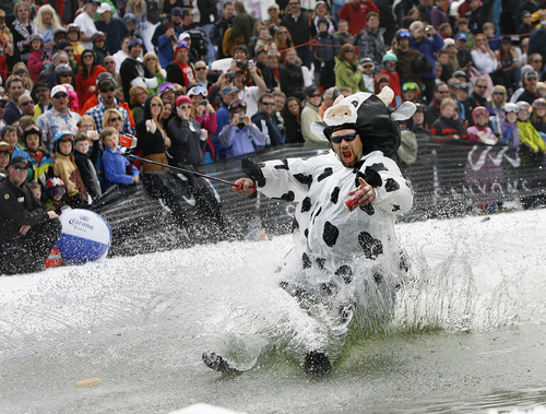 Scott Sommerdorf  |  Tribune file photo             
Mark Schoonmaker in his "Moooo-lishuse" costume skims across the pond during the pond skimming contest at The Canyons in 2012. This year's event is Saturday.