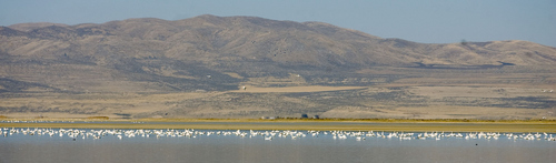 Al Hartmann  |  The Salt Lake Tribune
Tundra Swans stretch in a line for several miles Wednesday November 16 at the Bear River Migratory Bird Refuge West of Brigham City. The swans are in the middle of their migration with an estimated 40,000 birds stopping over in Northern Utah.