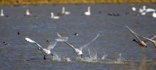 Al Hartmann  |  The Salt Lake Tribune
Flock of Tundra Swans take off from Salt Creek Waterfowl Managment Area south of Tremonton on Wednesday November 16.  The swans are in the middle of their migration with an estimated 40,000 birds stopping over. The swans can also be seen in large numbers a few miles south at the Bear River Migratory Bird Refuge.