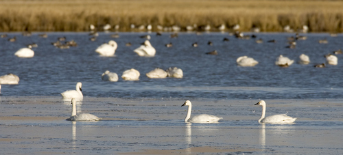 Al Hartmann  |  The Salt Lake Tribune
Tundra Swans gather Wednesday November 16 at the Bear River Migratory Bird Refuge West of Brigham City.    The swans are in the middle of their migration with an estimated 40,000 birds stopping over in Northern Utah.