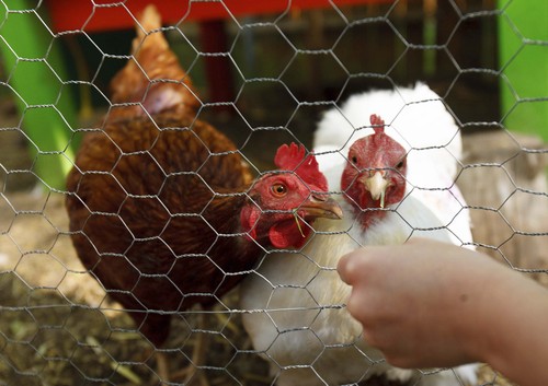 Trent Nelson  | Tribune file photo
West Valley City is considering allowing chickens in residential areas.