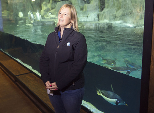 Steve Griffin  |  The Salt Lake Tribune


Deana Walz, director of animal husbandry at the Loveland Living Planet Aquarium in Draper, Utah, stands in the penguin exhibit  Monday, March 17, 2014.