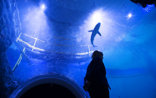 Steve Griffin  |  The Salt Lake Tribune


The shark tunnel at the Loveland Living Planet Aquarium in Draper, Utah Monday, March 17, 2014.
