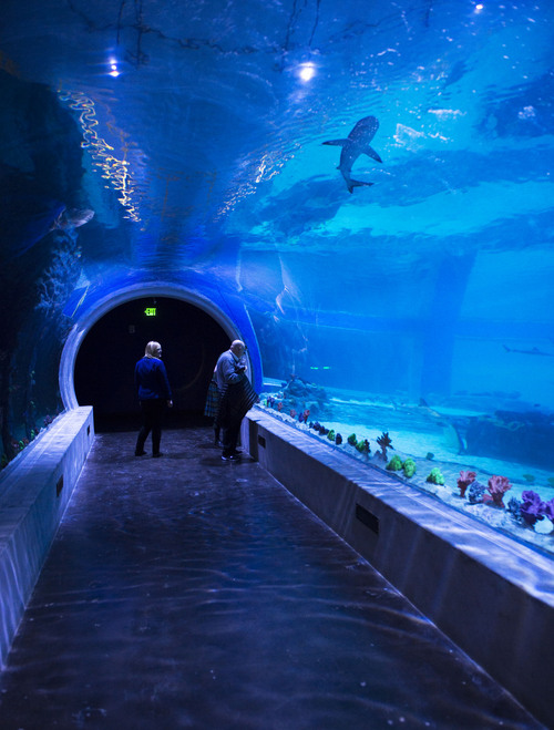 Steve Griffin  |  The Salt Lake Tribune


The shark tunnel at the Loveland Living Planet Aquarium in Draper, Utah Monday, March 17, 2014.