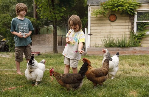 Trent Nelson  |  The Salt Lake Tribune

Damek (8, left) and Kyan (4) van der Wekken feed the family chickens in Salt Lake City Friday July 2, 2010. Residents are allowed to raise chickens in the city. West Valley City is debating a proposed ordinance that would allow backyard chickens.
