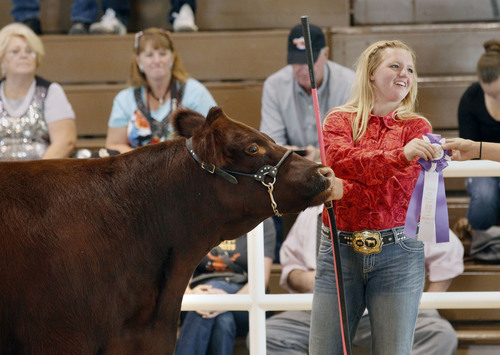 Al Hartmann  |  Tribune file photo
Morgan Perkins is pleased as she earns a reserve grand champion ribbon for her Short Horned Maine Cross cow at the 2013 Utah State Fair. A new audit says Utah has the most under-attended and highly subsidized state fair among comparable fairs in other Intermountain states.