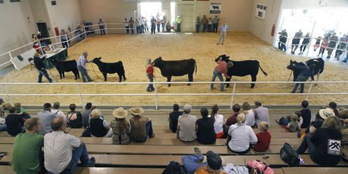 Al Hartmann  |  Tribune file photo
Folks watch the finalists in the Champion Female Overall category at the 2013 Utah State Fair. A new audit is recommending that the fair work to increase attendence at the yearly 11-day event.