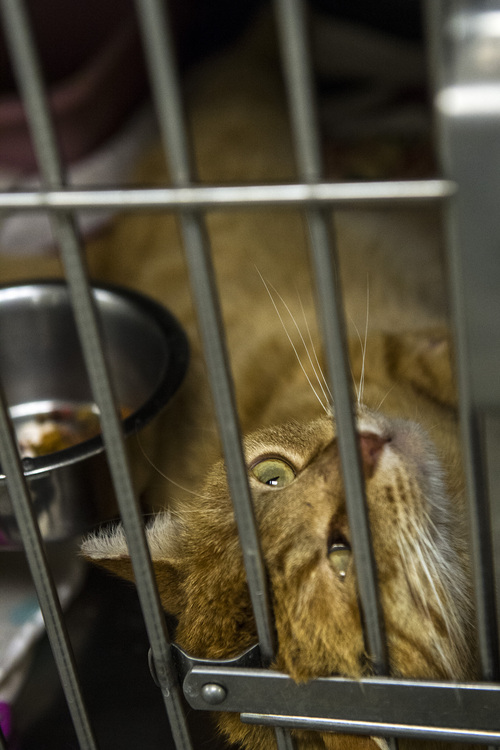 Chris Detrick  |  The Salt Lake Tribune
A neutered male domestic tabby cat approximately five years old at the West Valley City-Taylorsville Animal Shelter Thursday March 27, 2014. Less than two years after West Valley City and Best Friends Animal Society teamed up to reduce the euthanasia rate at the community shelter, the facility has achieved no-kill status. The West Valley City-Taylorsville Animal Shelter now has a 90 percent save rate. One reason for the drop in the number of animals being put down is a trap-neuter-return (TNR) program for stray cats.