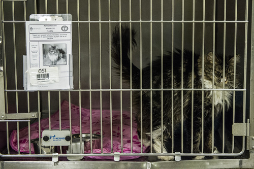 Chris Detrick  |  The Salt Lake Tribune
Tawni, a spayed female approximately three years old, available for adoption at the West Valley City-Taylorsville Animal Shelter Thursday March 27, 2014. Less than two years after West Valley City and Best Friends Animal Society teamed up to reduce the euthanasia rate at the community shelter, the facility has achieved no-kill status. The West Valley City-Taylorsville Animal Shelter now has a 90 percent save rate. One reason for the drop in the number of animals being put down is a trap-neuter-return (TNR) program for stray cats.