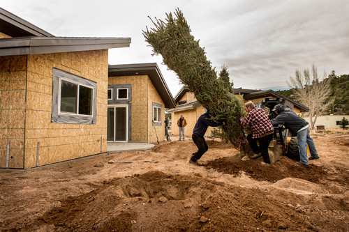 Trent Nelson  |  The Salt Lake Tribune
Workers install one of over 1,000 trees being put into a development near the Green River Grill in Dutch John, Friday, March 21, 2014.