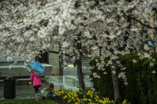 Chris Detrick  |  The Salt Lake Tribune
Brookelle and Presley Mayfield, of Layton, look at flowers at Temple Square in Salt Lake City Wednesday April 2, 2014.