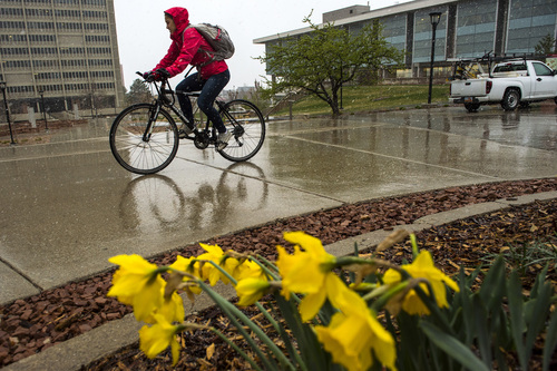Chris Detrick  |  The Salt Lake Tribune
A student rides a bike through the rain and snow at the University of Utah Wednesday April 2, 2014.