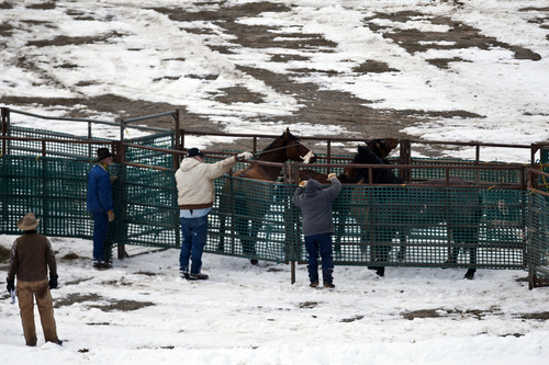 Chris Detrick  |  The Salt Lake Tribune
Wild horses are rounded up near the Swasey Mountains in Utah on Feb. 14,  2013. Of the 257 horses gathered, nearly 100 -- many of them mares treated with a contraceptive -- were returned to the range. Others were adopted or held in captivity. The federal Bureau of Land Management is charged with managing the estimated 36,000 wild horses roaming 10 Western states.