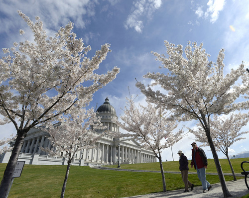 Al Hartmann  |  The Salt Lake Tribune
It's starting to look like Spring as people take their lunch walks beneath the 400 blooming Yoshino Cherry trees along the perimeter of the Utah State Capitol grounds on Friday.